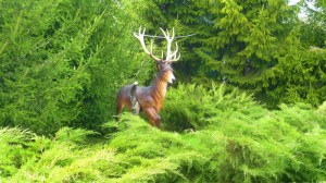 figura-art-2016-5-26-olen-bolshoj.1